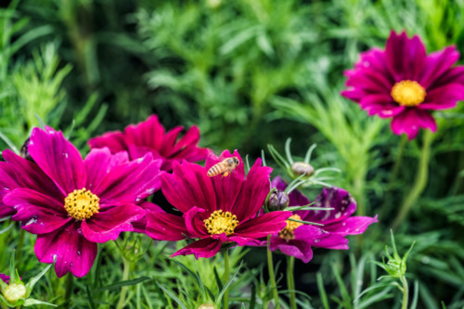 galsang flower