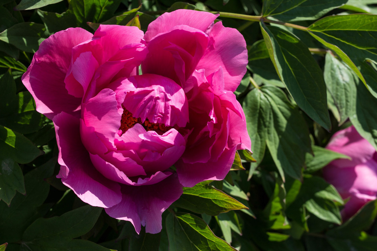 peony