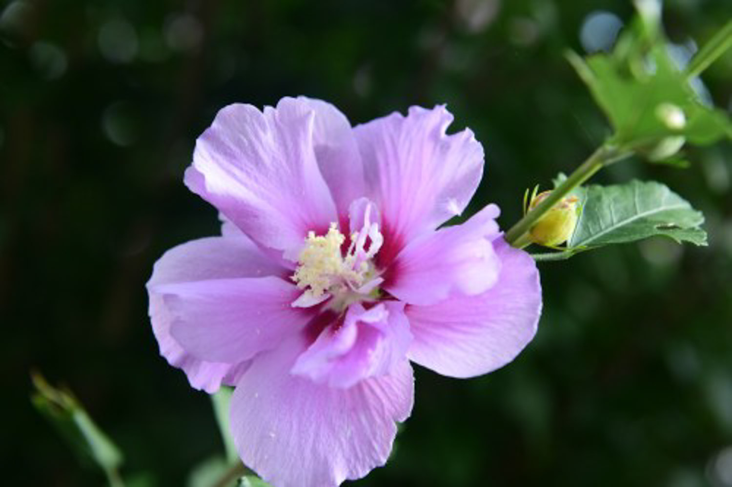 hibiscus