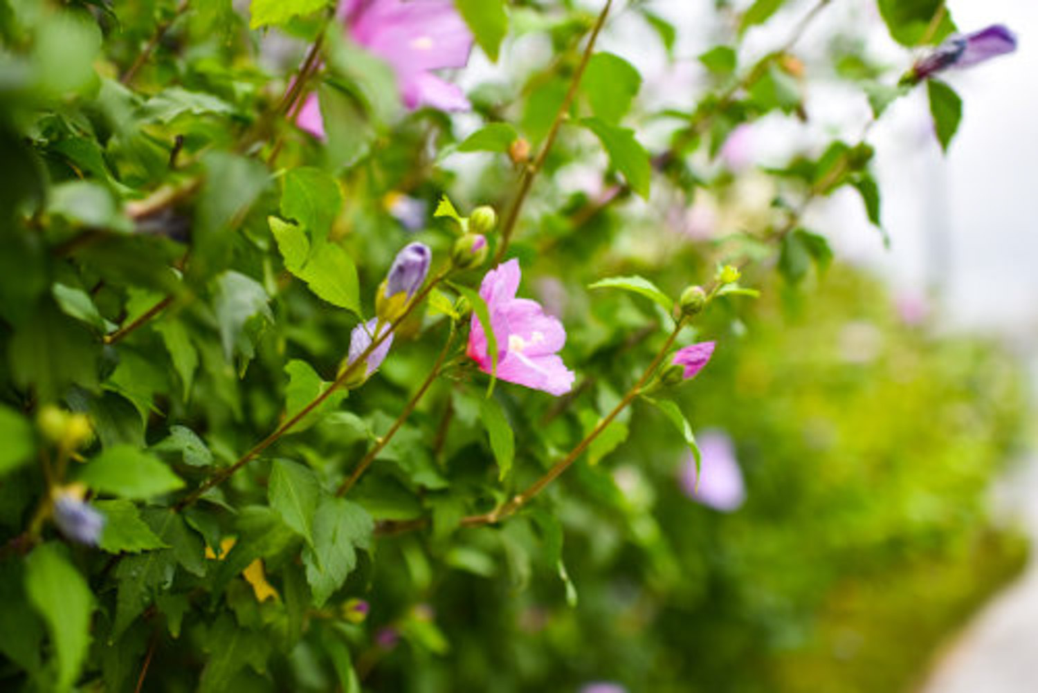 hibiscus