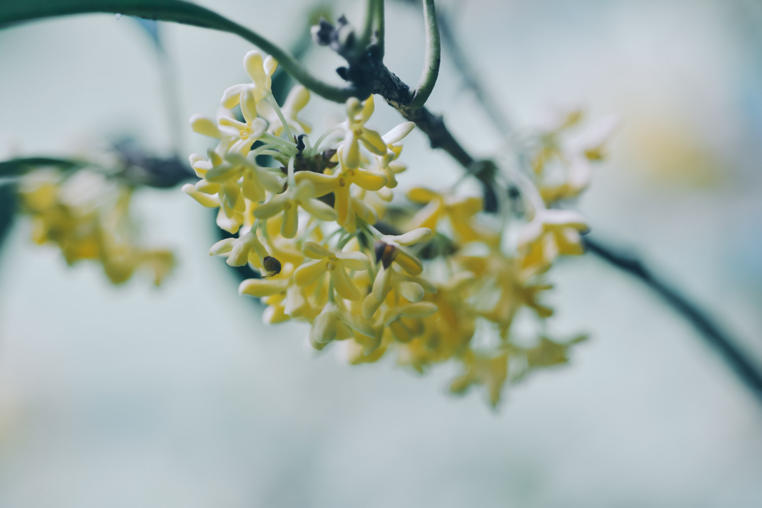 sweet-scented osmanthus