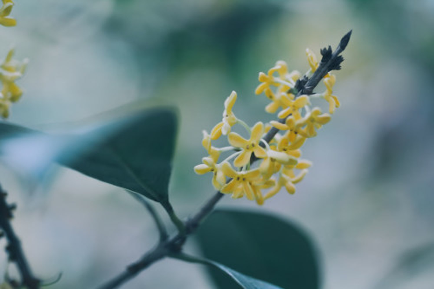 sweet-scented osmanthus