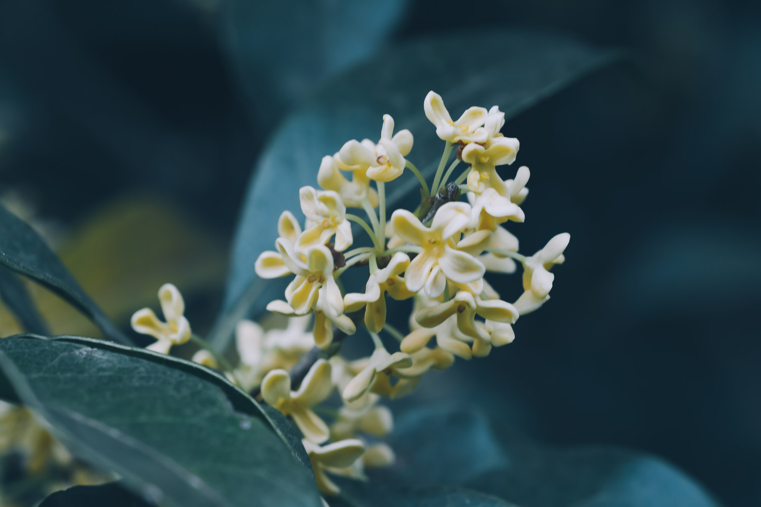 sweet-scented osmanthus