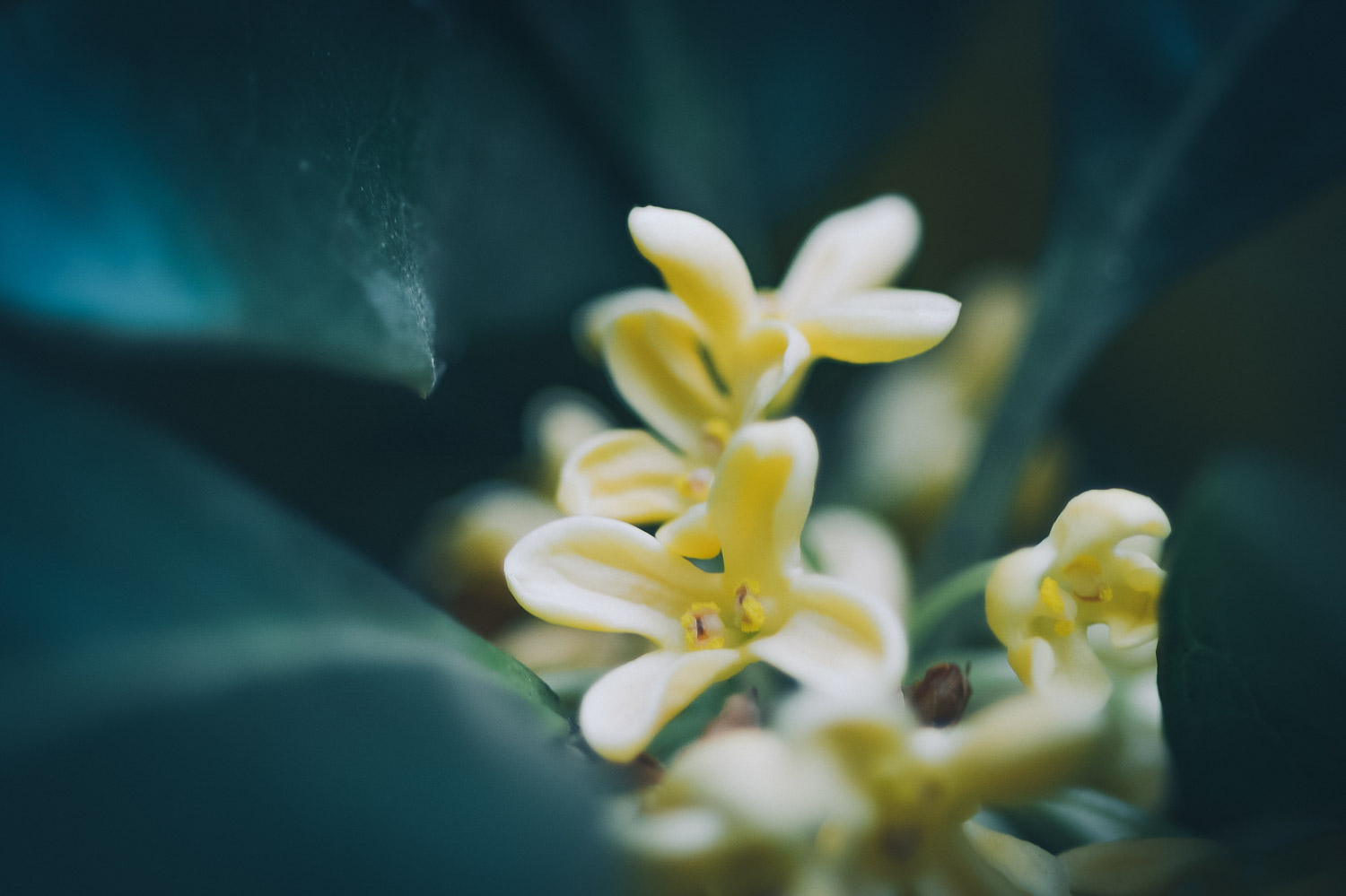 sweet-scented osmanthus