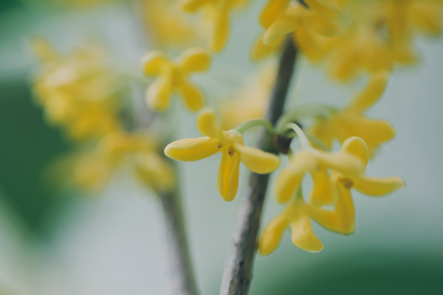 sweet-scented osmanthus