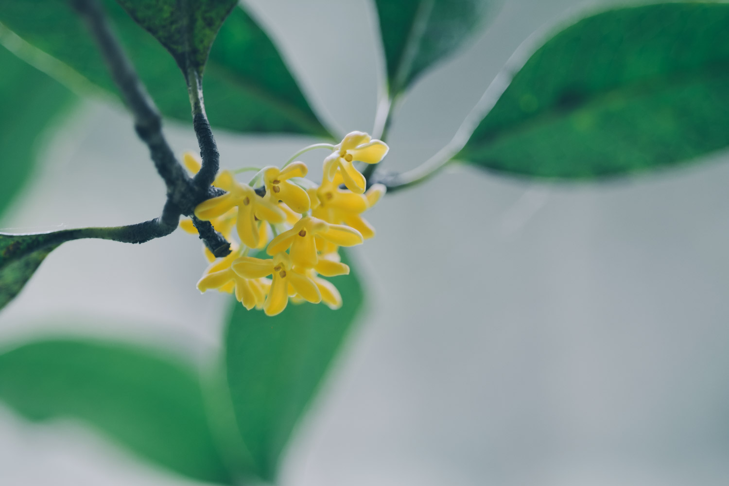 sweet-scented osmanthus