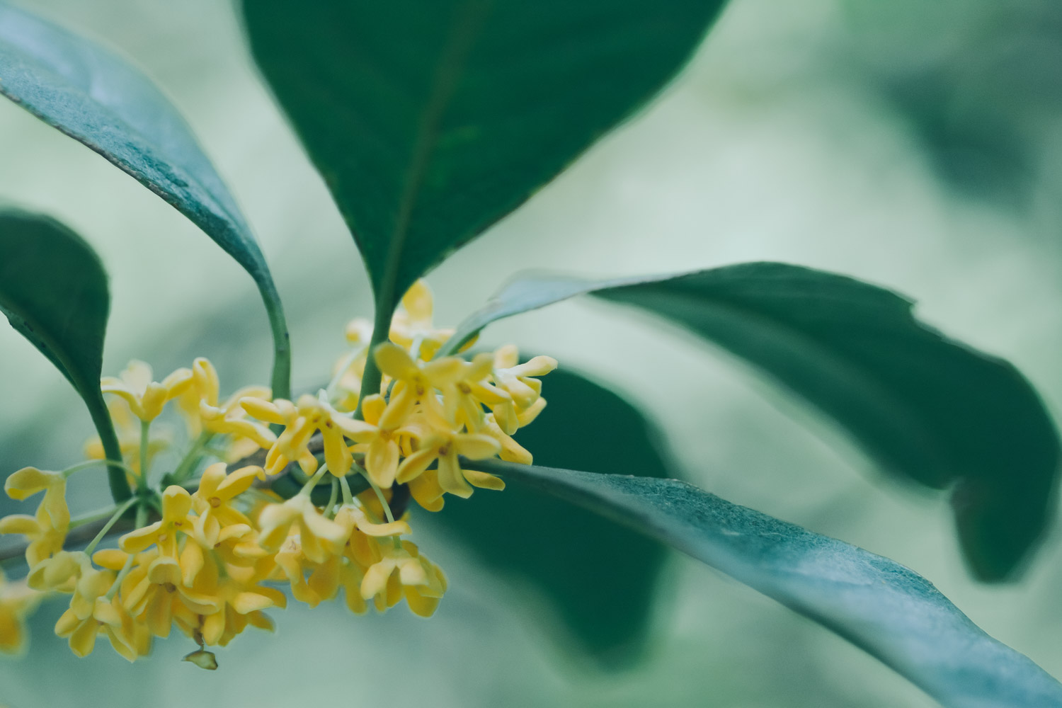 sweet-scented osmanthus