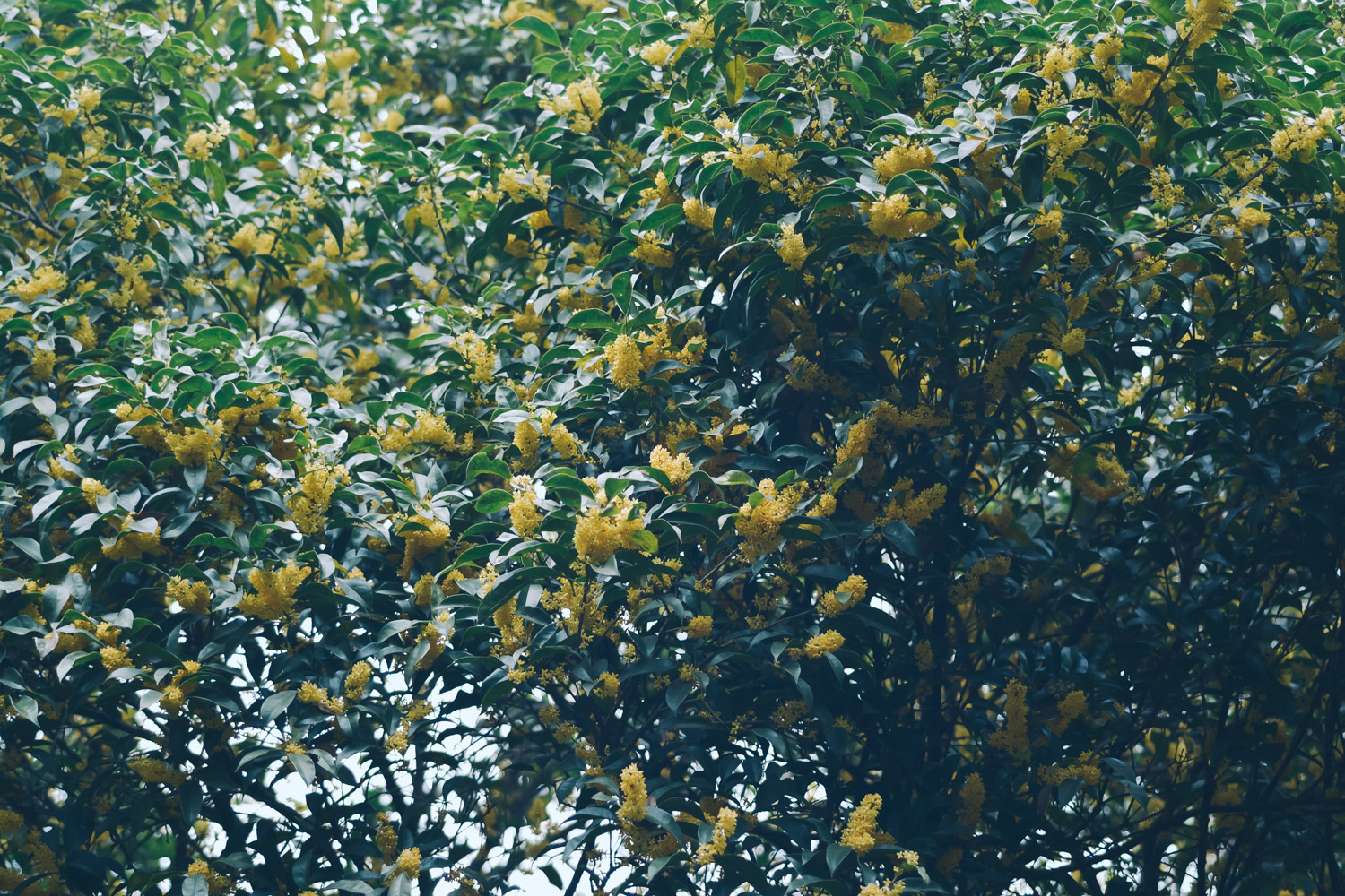 sweet-scented osmanthus