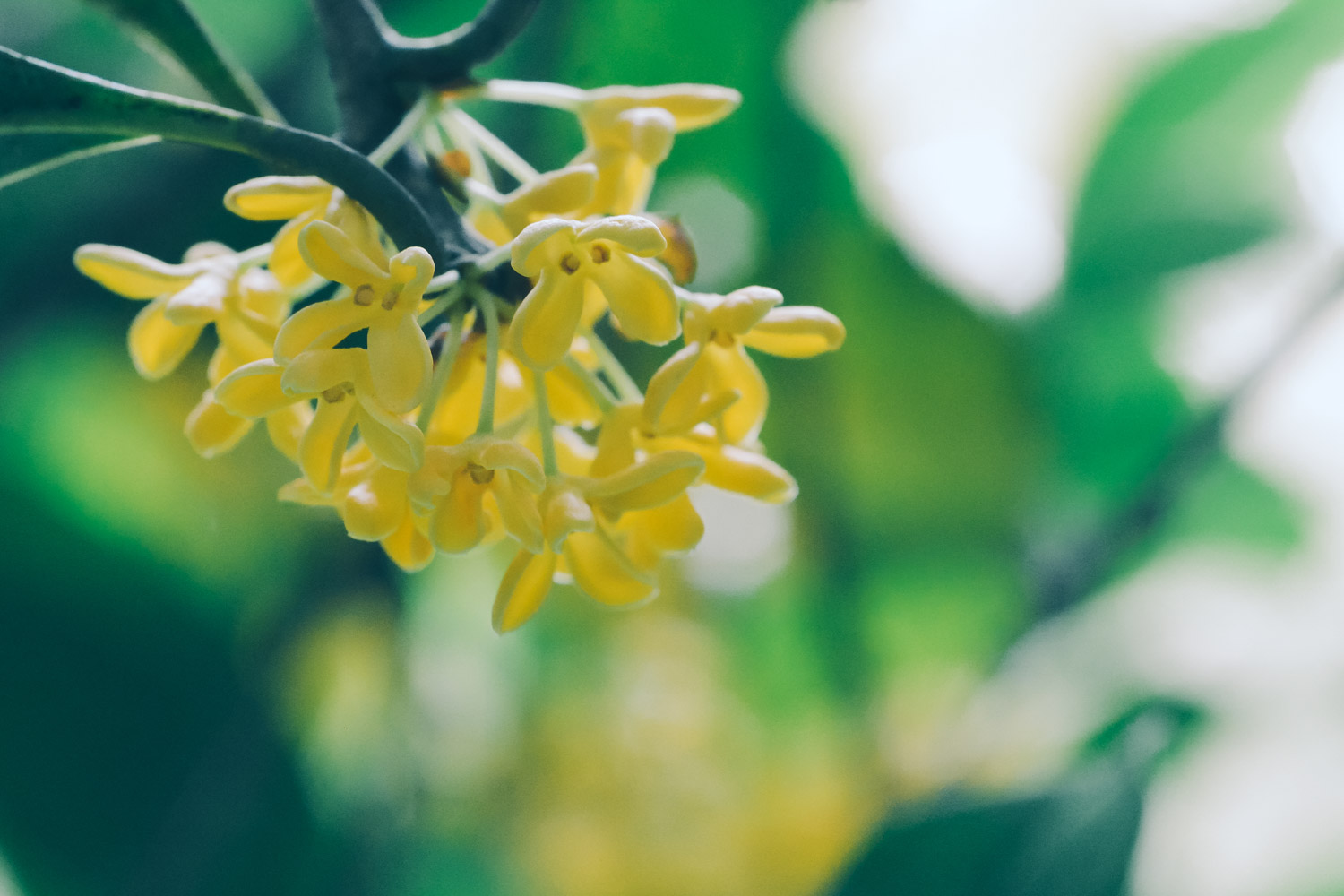 sweet-scented osmanthus