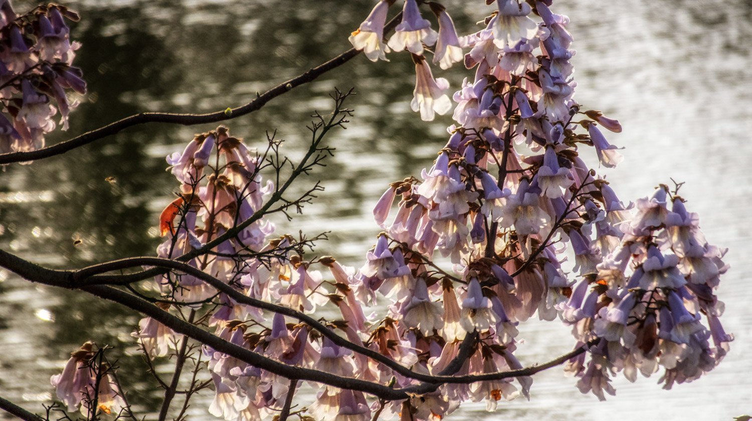 Paulownia