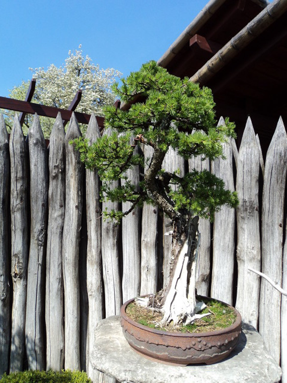 bonsai