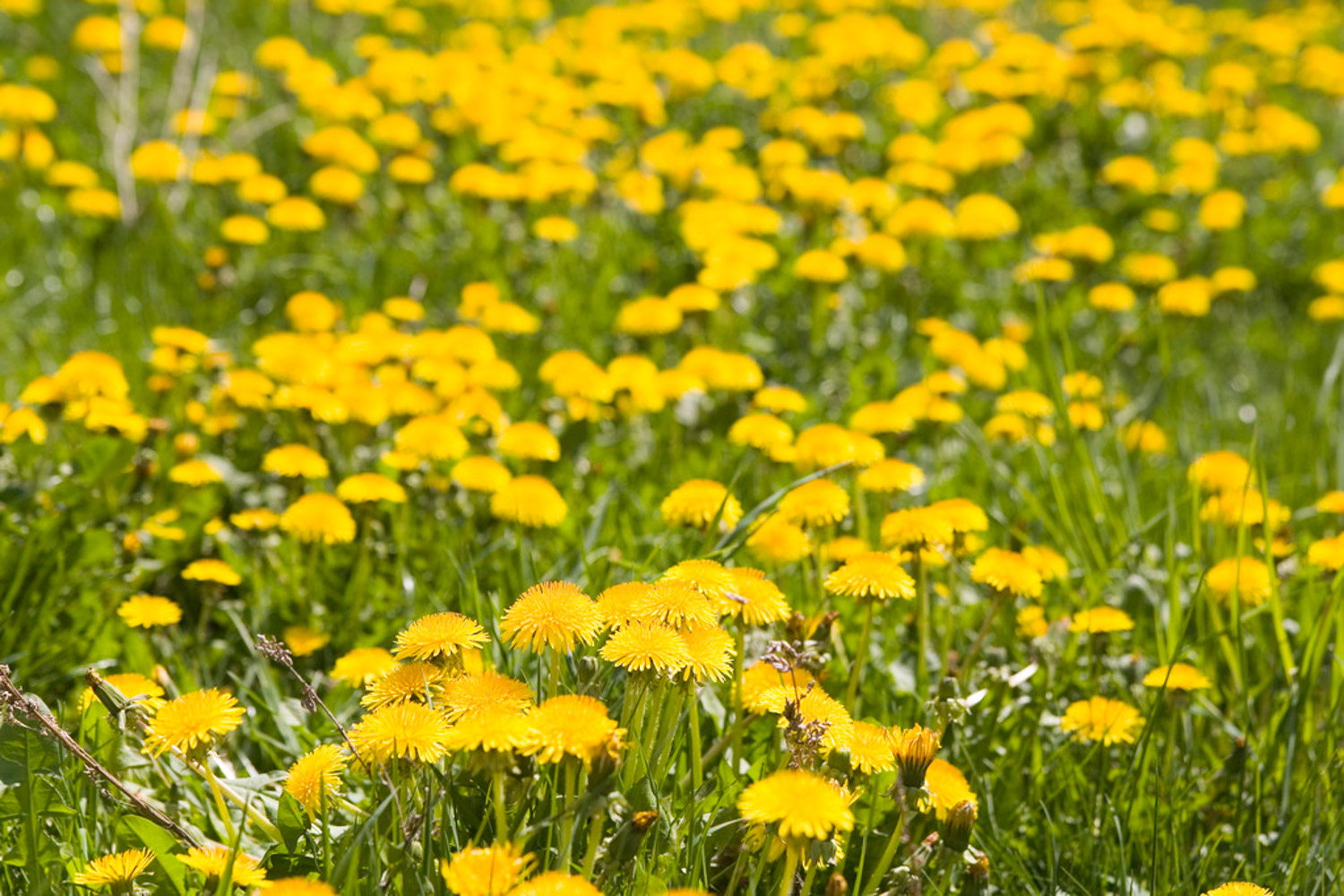 Dandelion