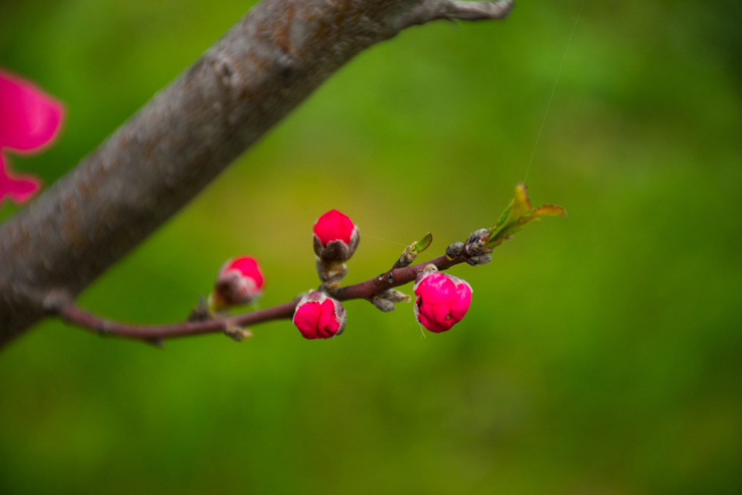 Begonia