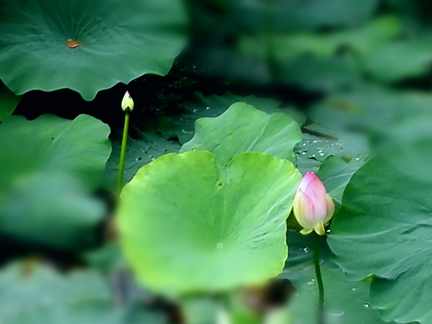 Lotus