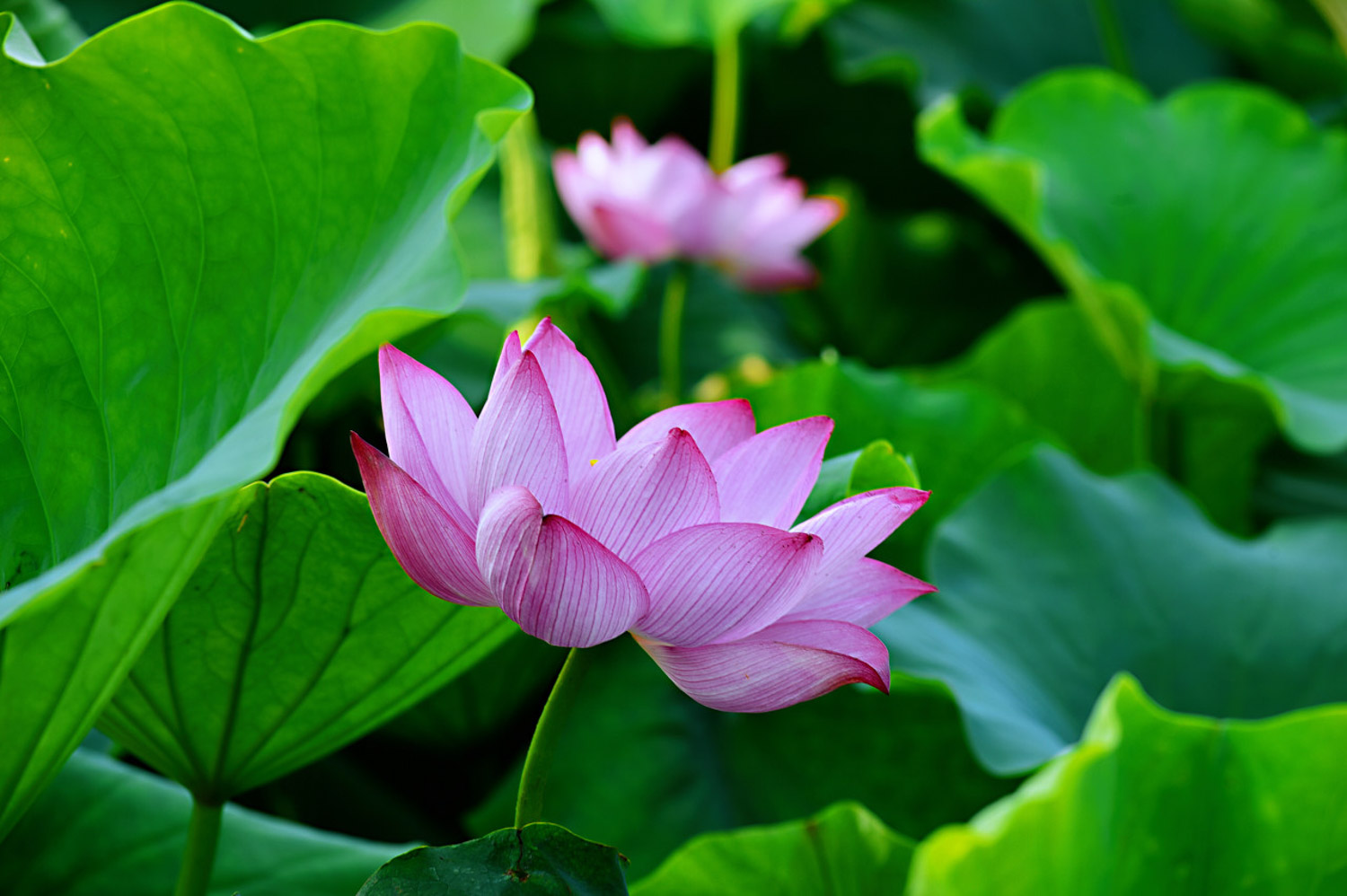 Lotus