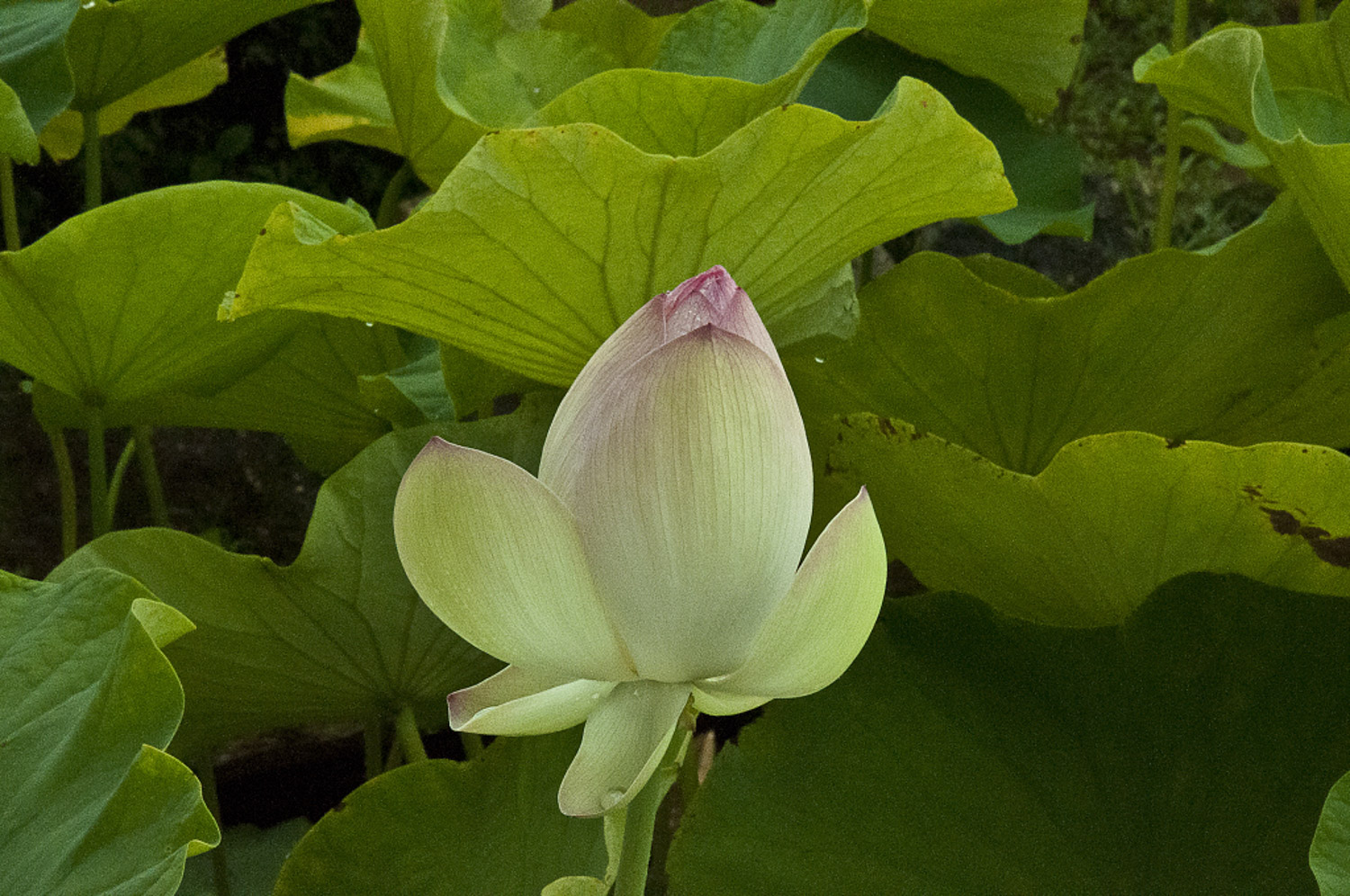 Lotus