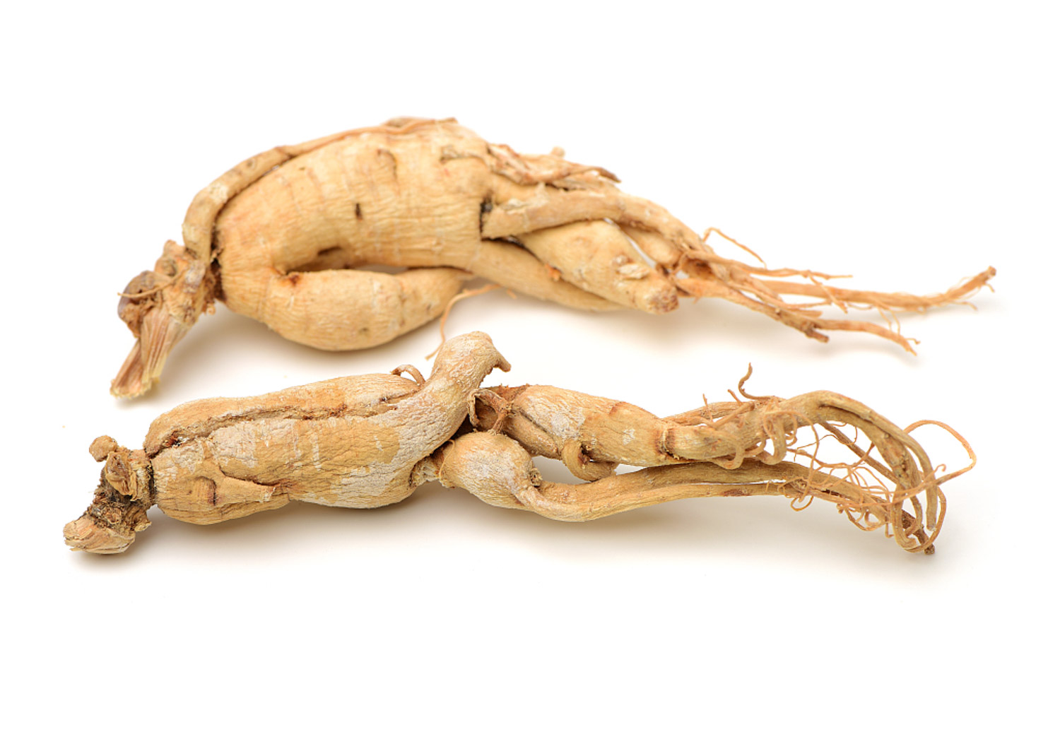 Ginseng