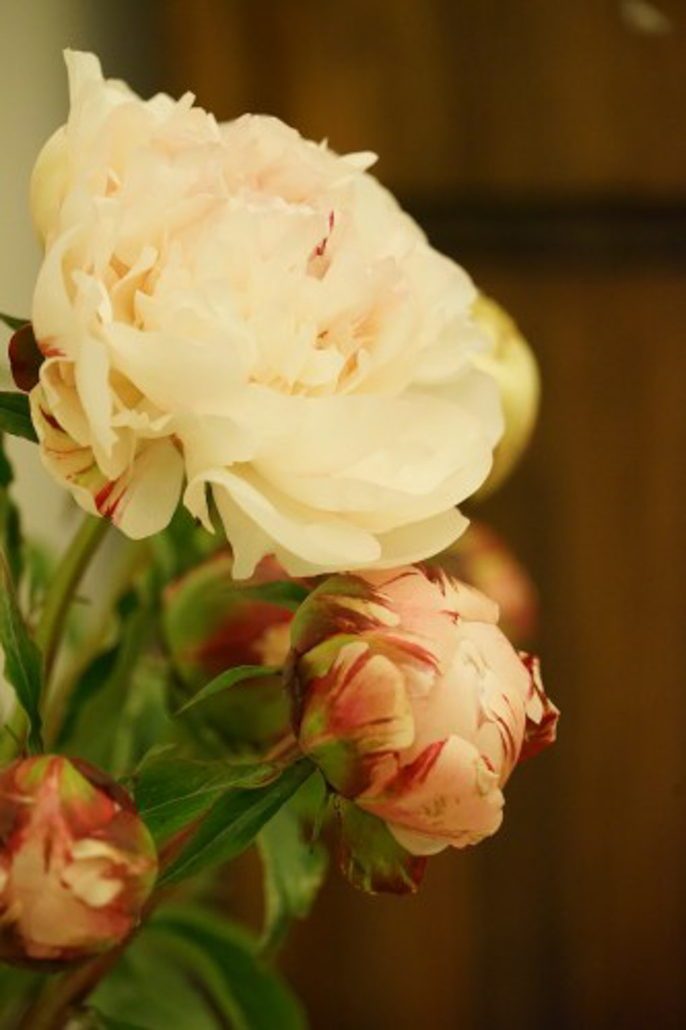 Chinese herbaceous peony