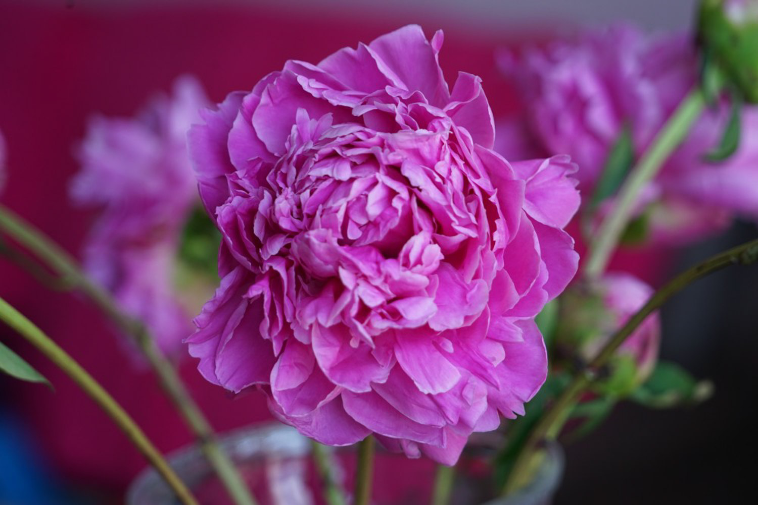 Chinese herbaceous peony