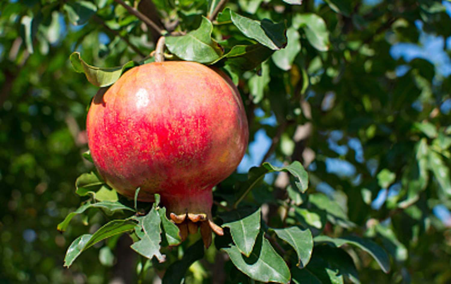 pomegranate