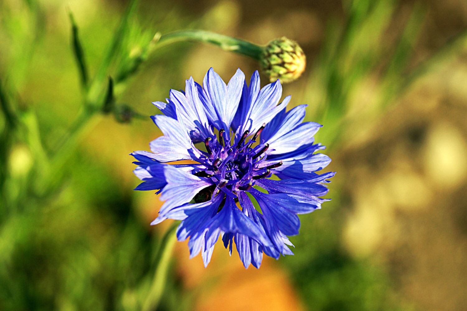 Cornflower