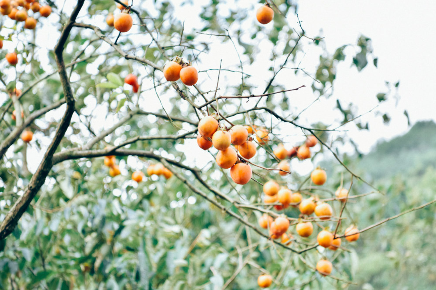 Persimmon