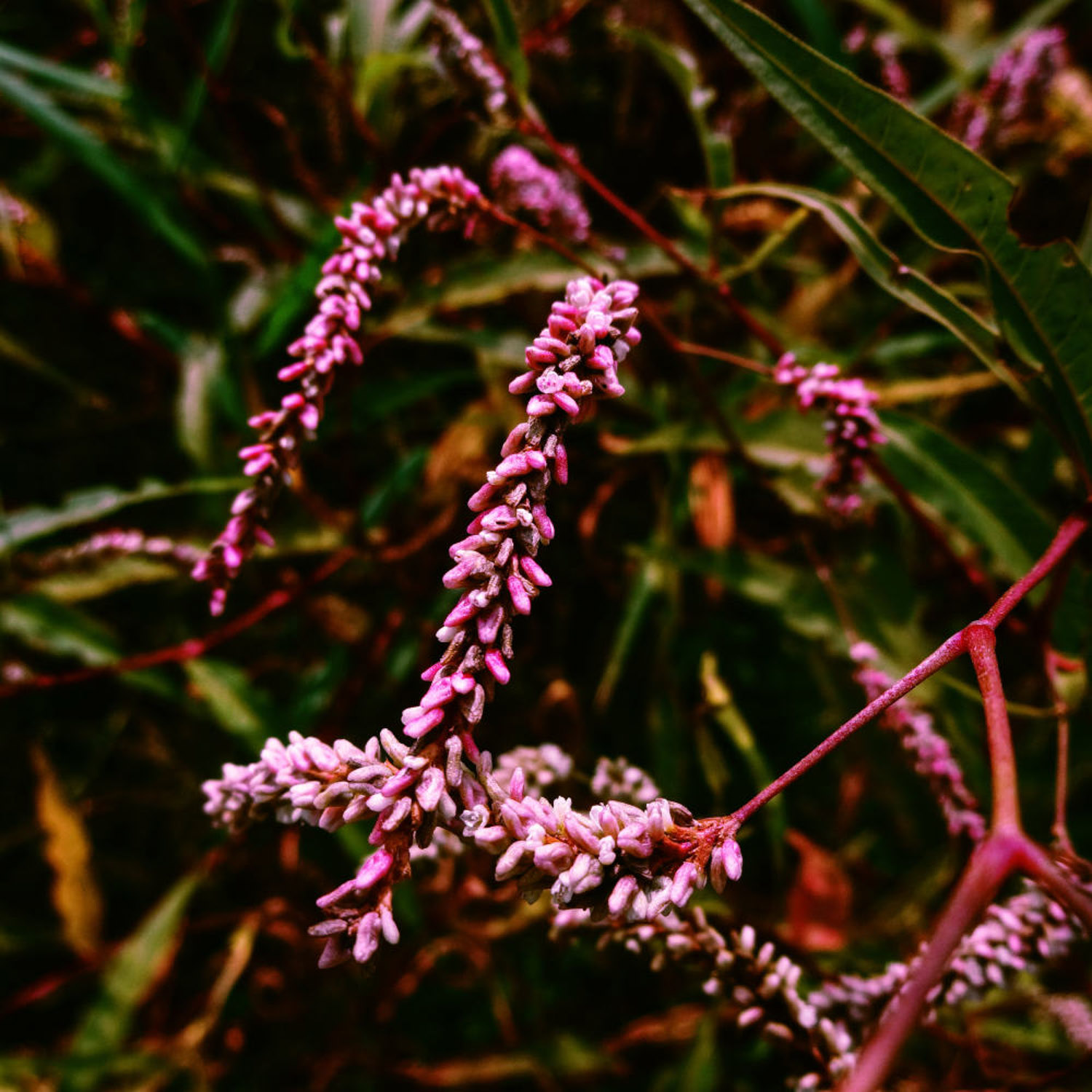 Polygonum