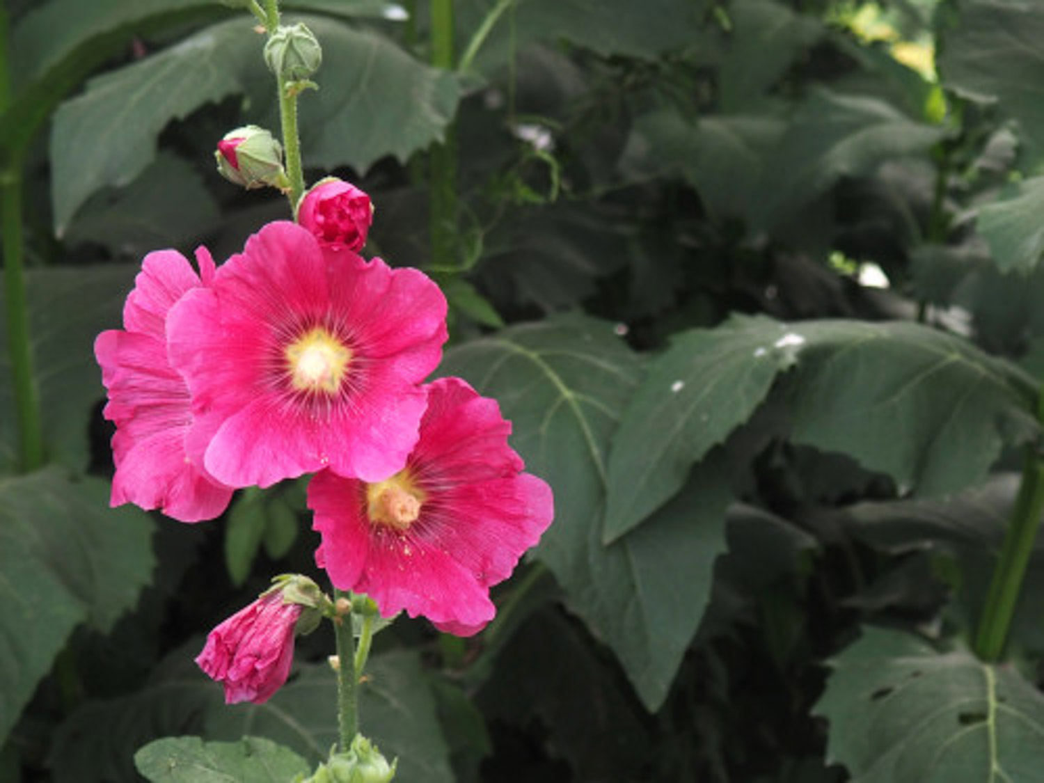 Hollyhock