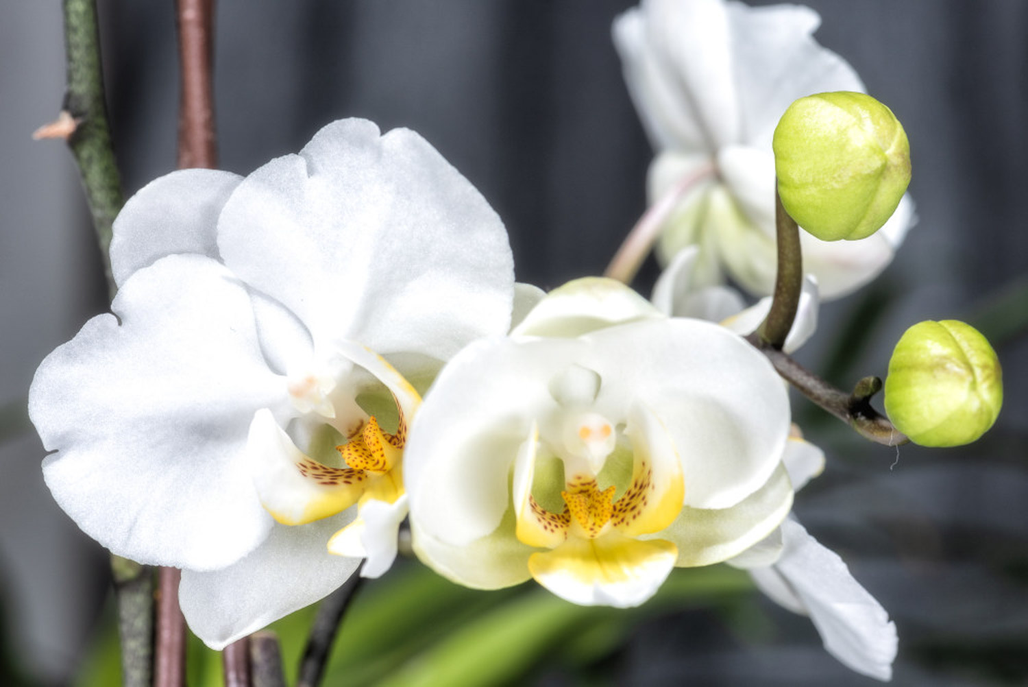 moth orchid