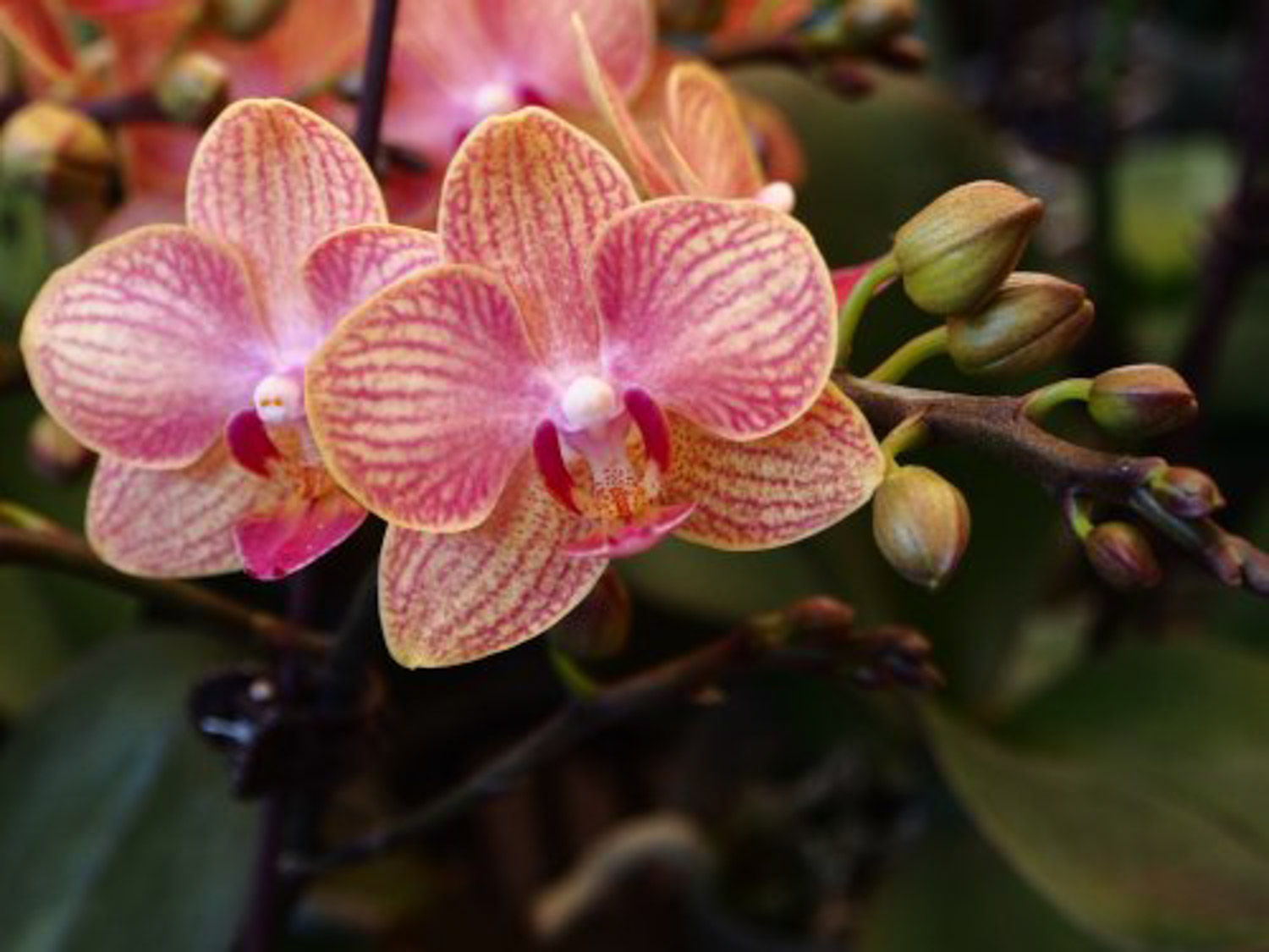 moth orchid