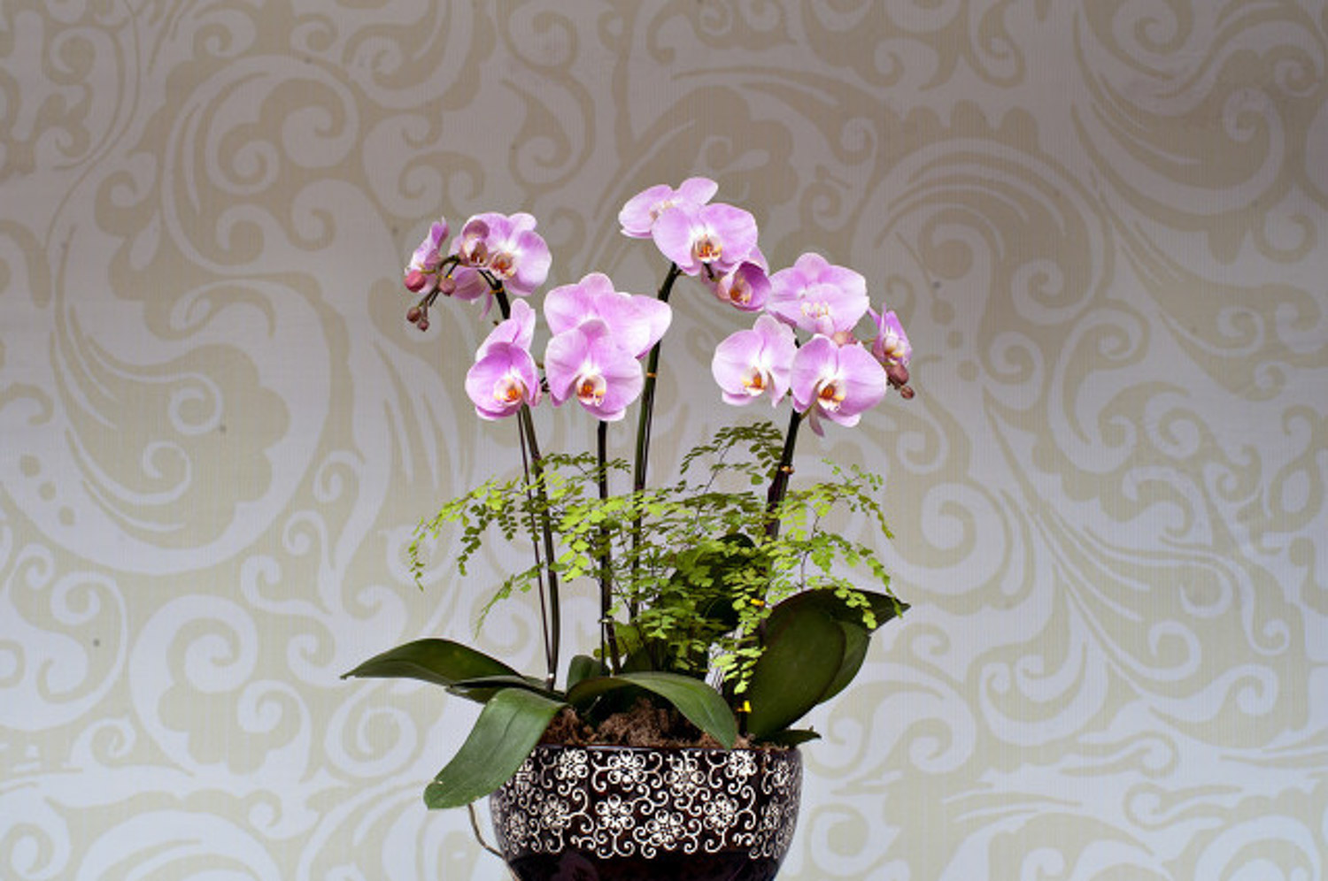 moth orchid