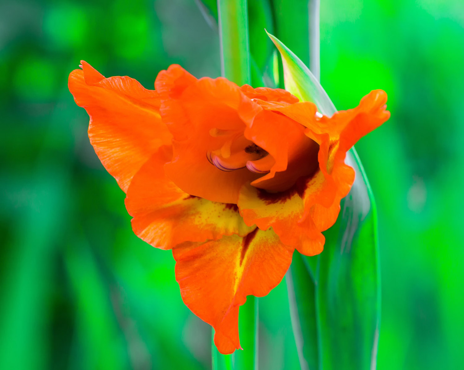 Gladiolus