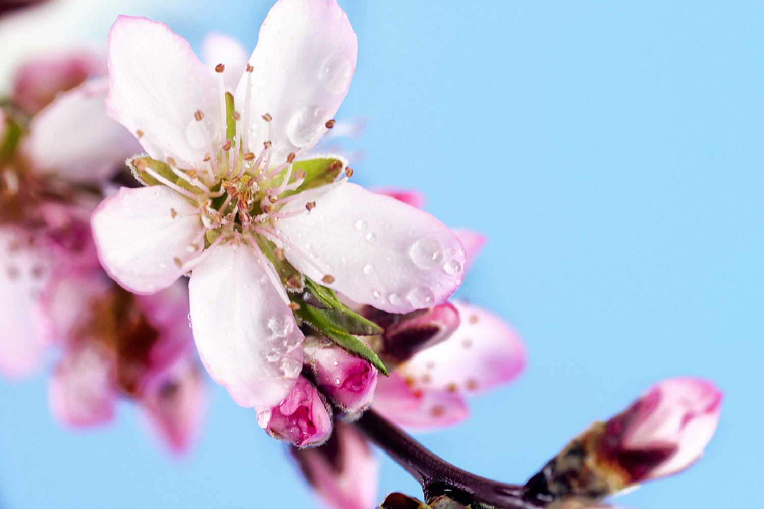 Peach blossom