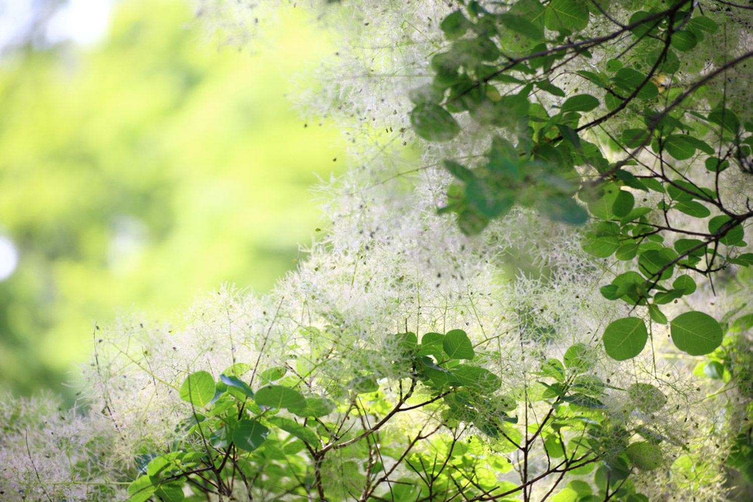 Cotinus coggygria