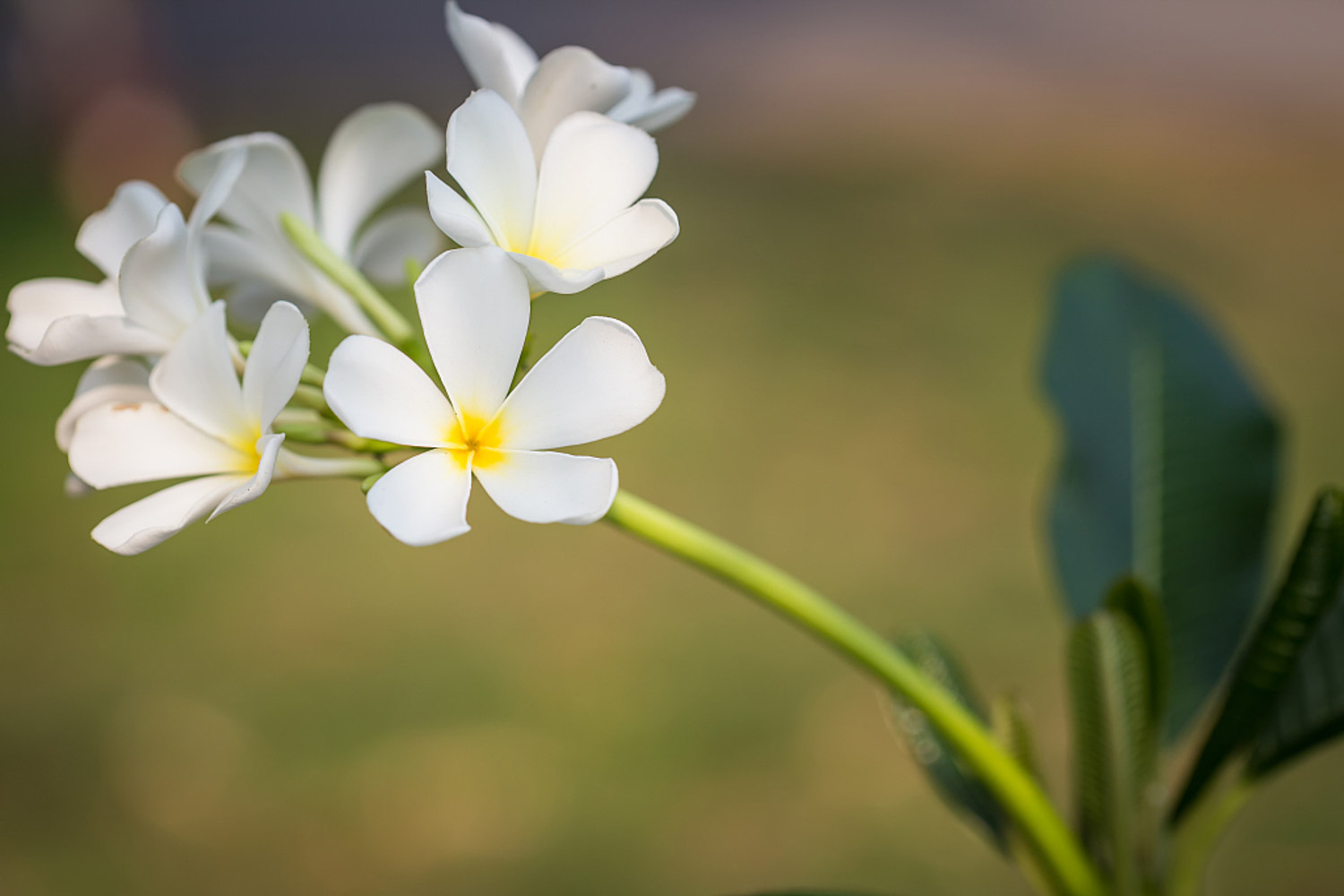 Plumeria rubra