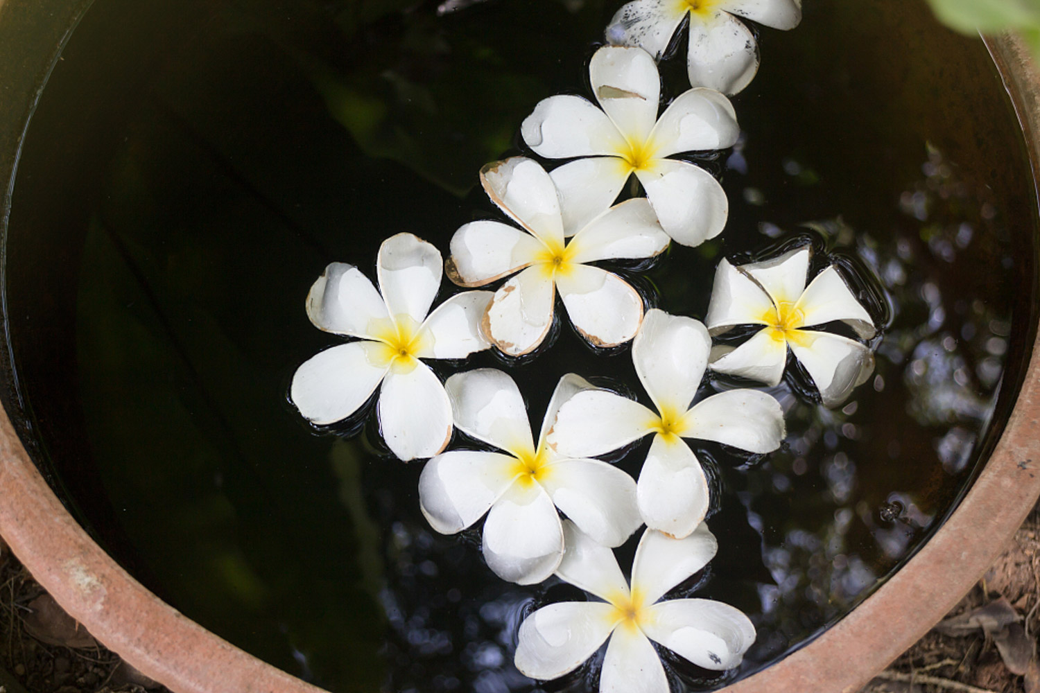 Plumeria rubra