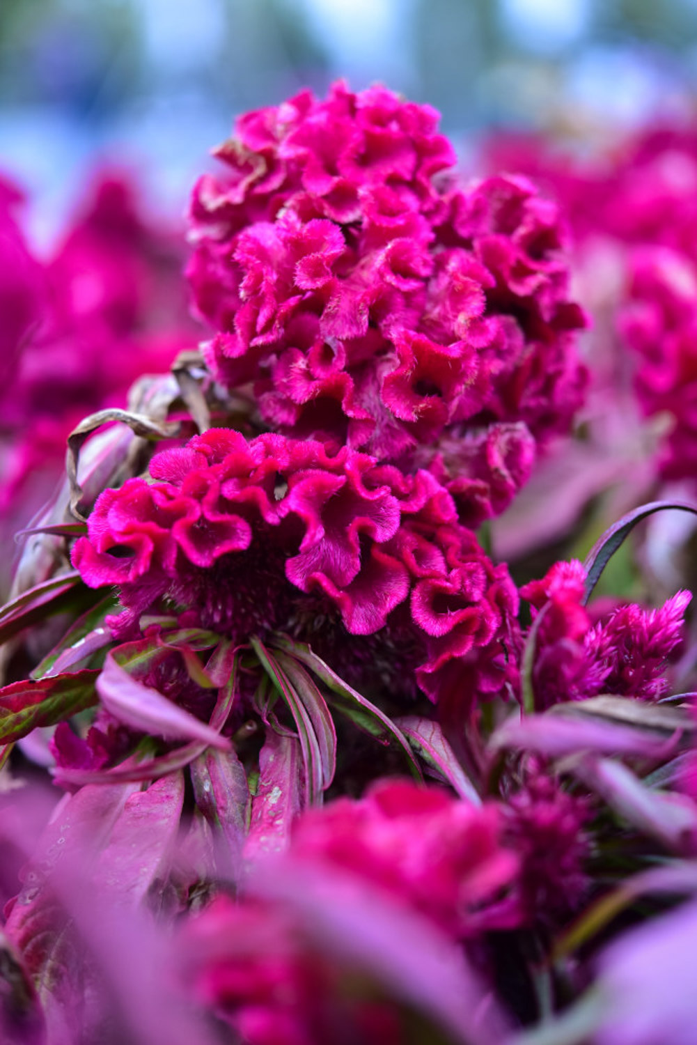 Celosia