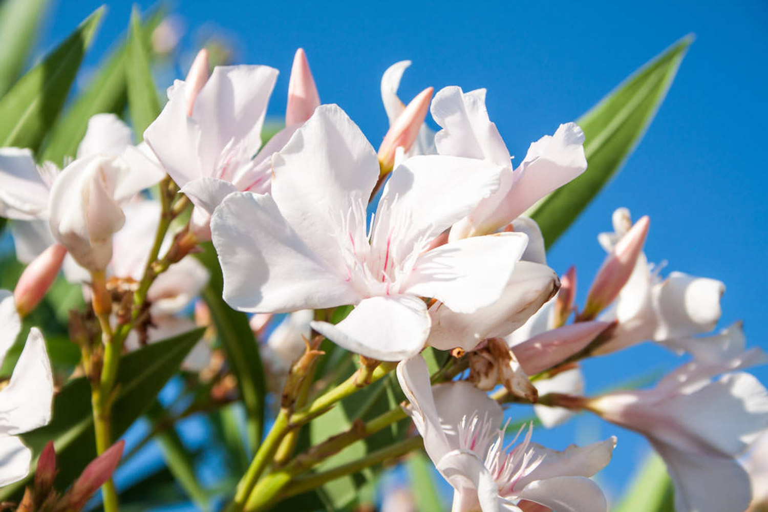 Nerium oleander