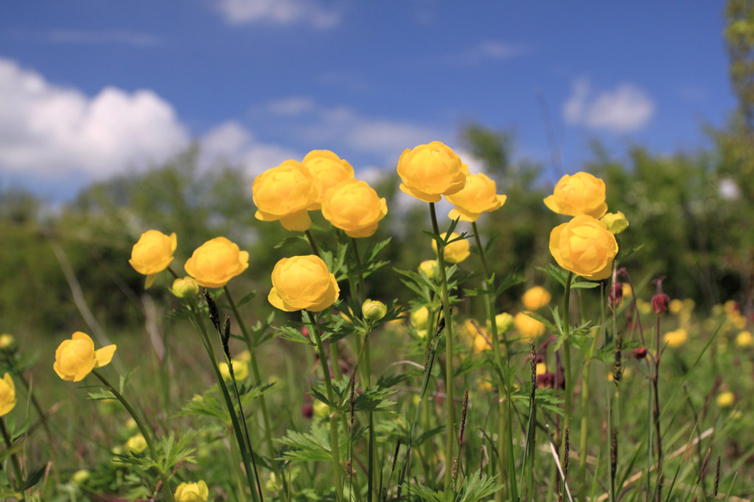 globeflower