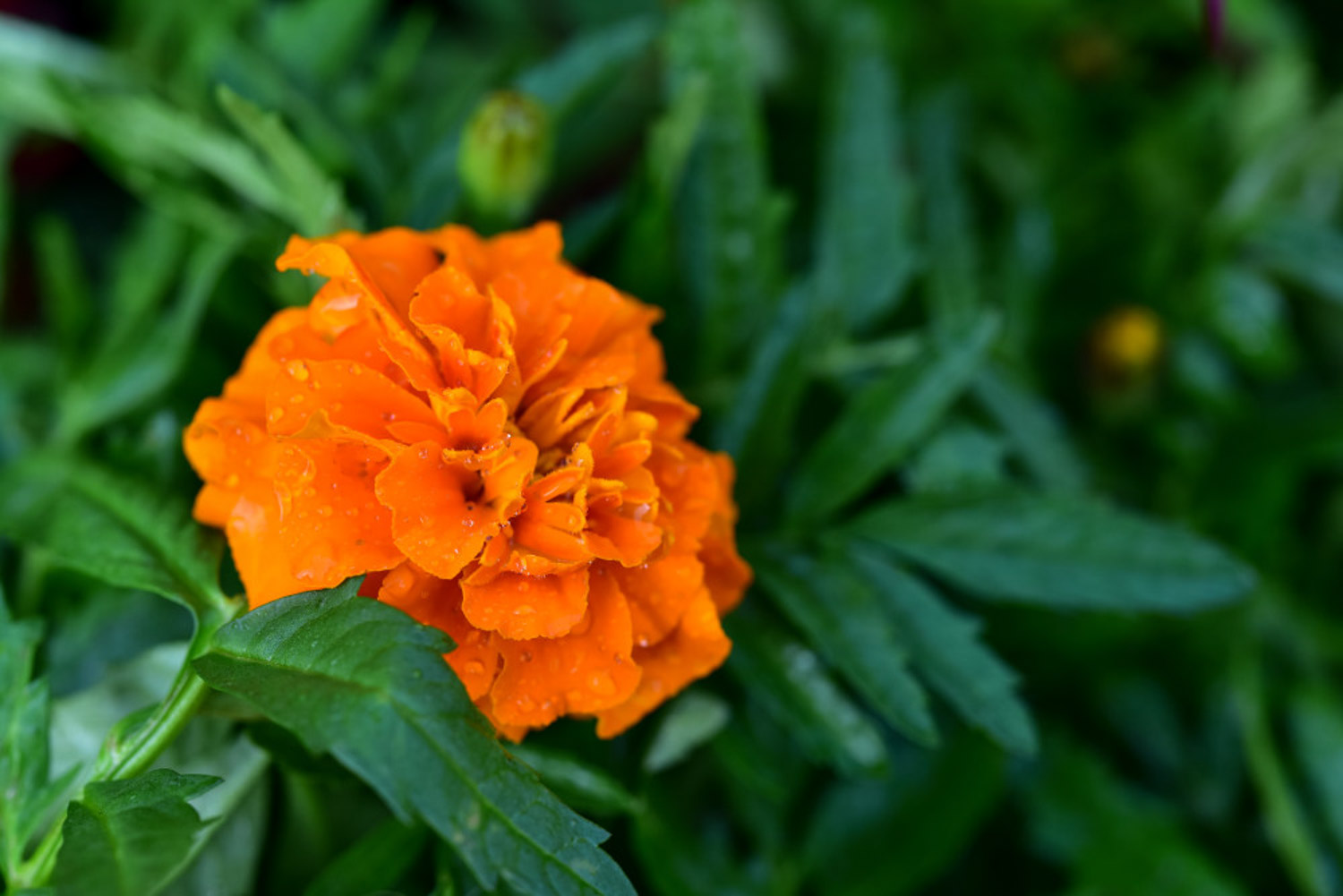 Marigold