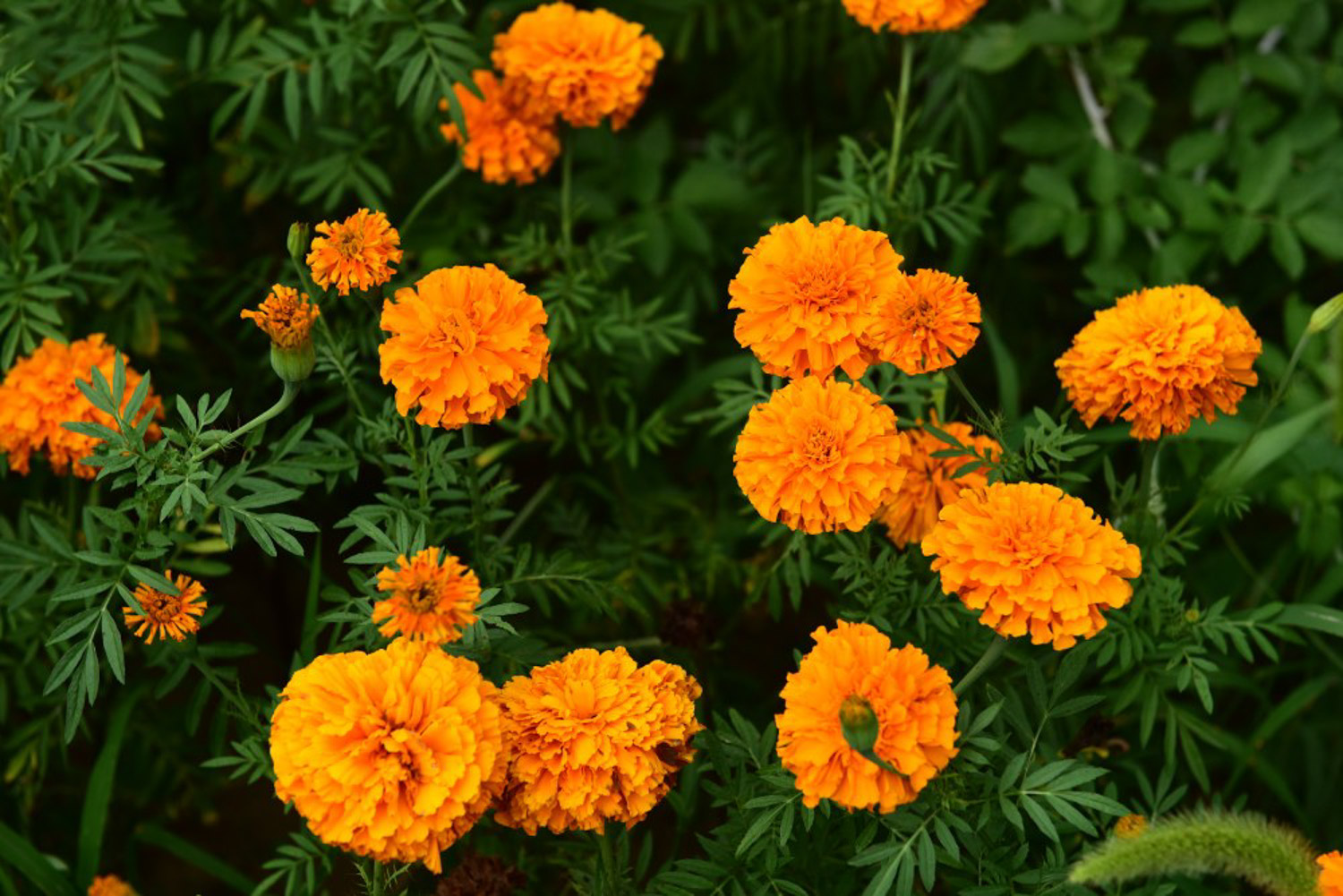 Marigold