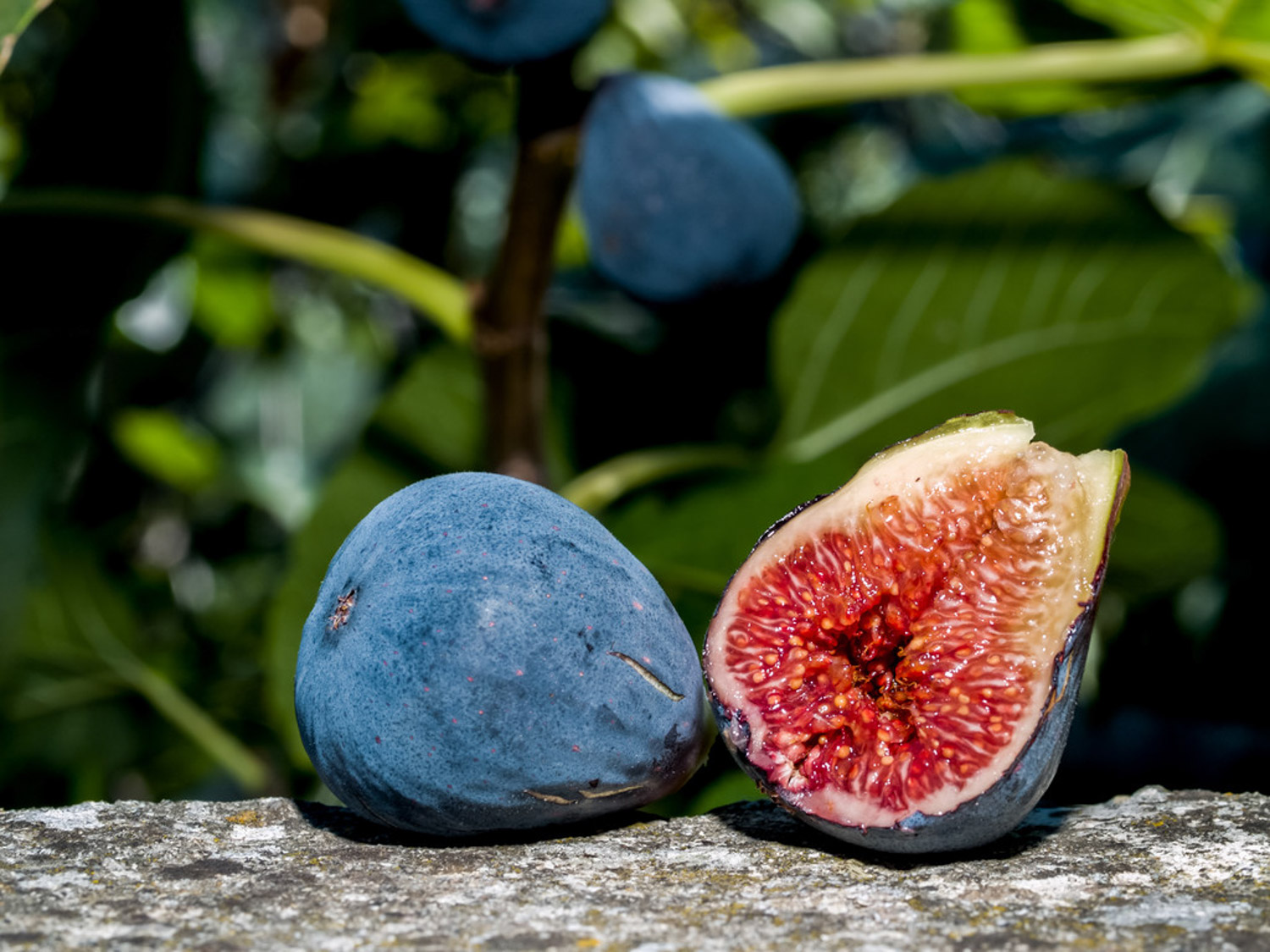 Fig