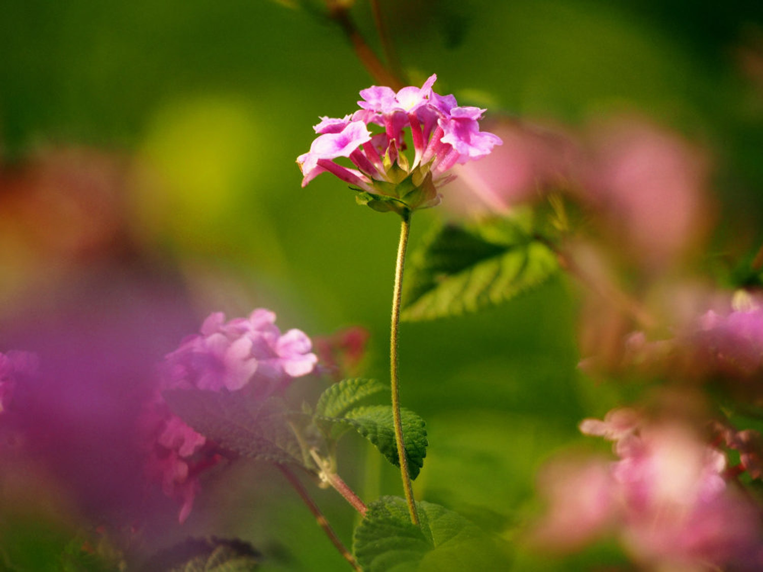 Lantana camara