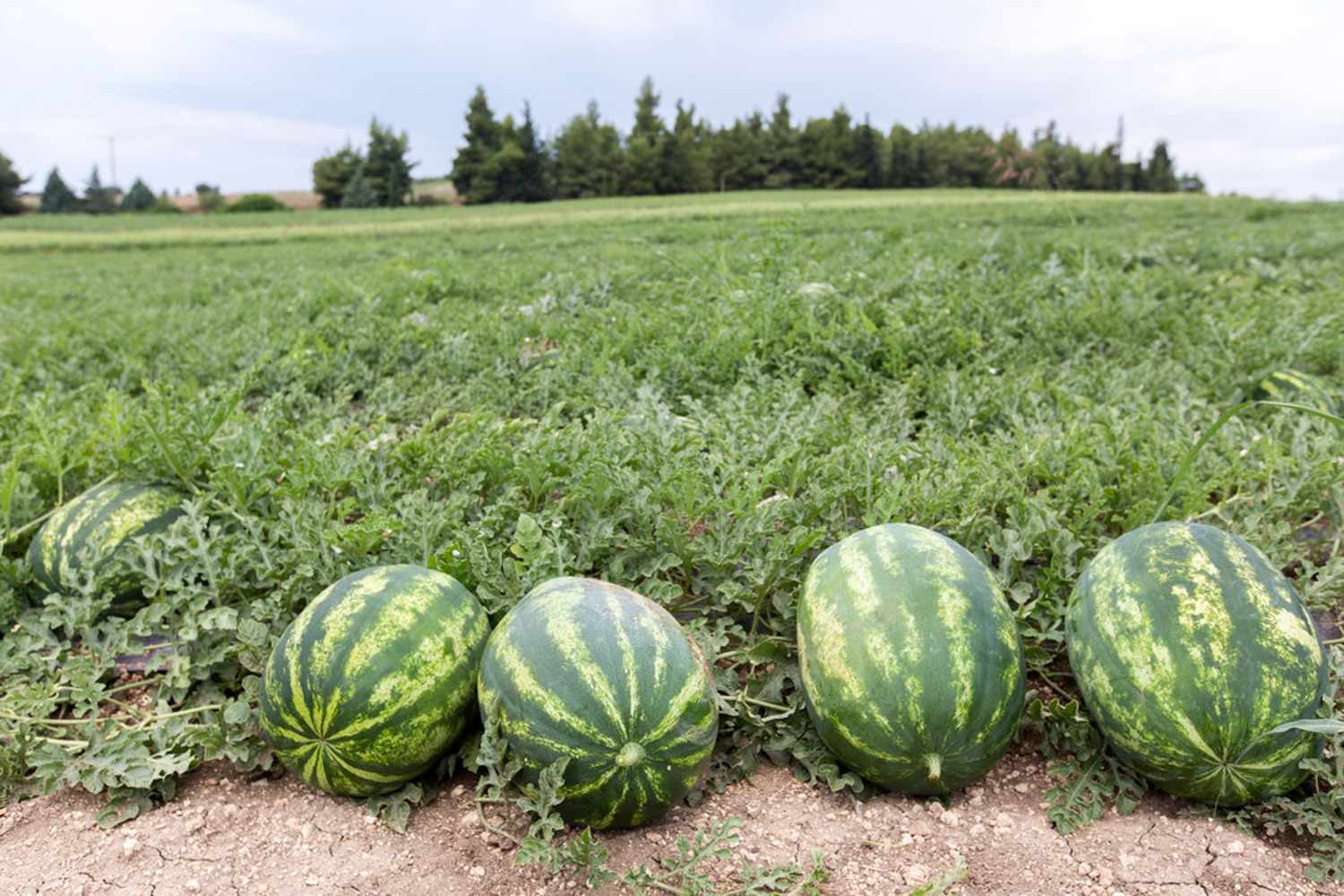 watermelon