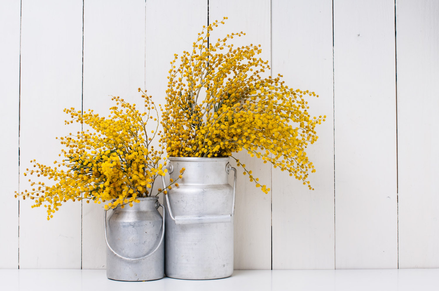 Fresh cut flowers