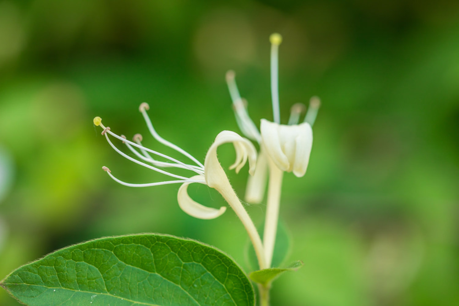 Honeysuckle