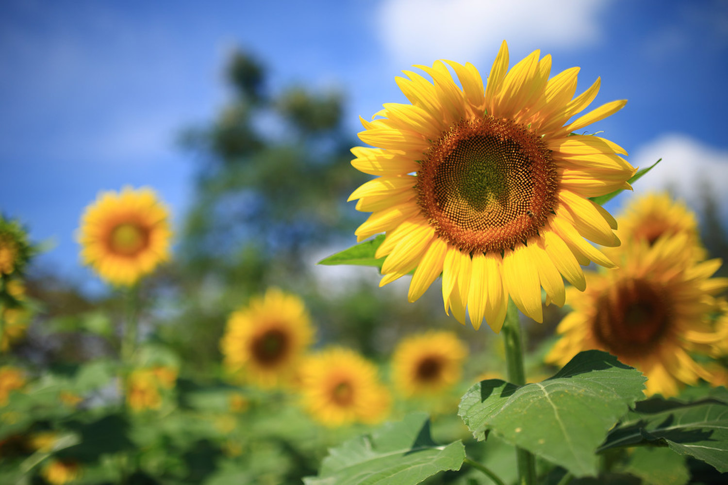 Sunflower