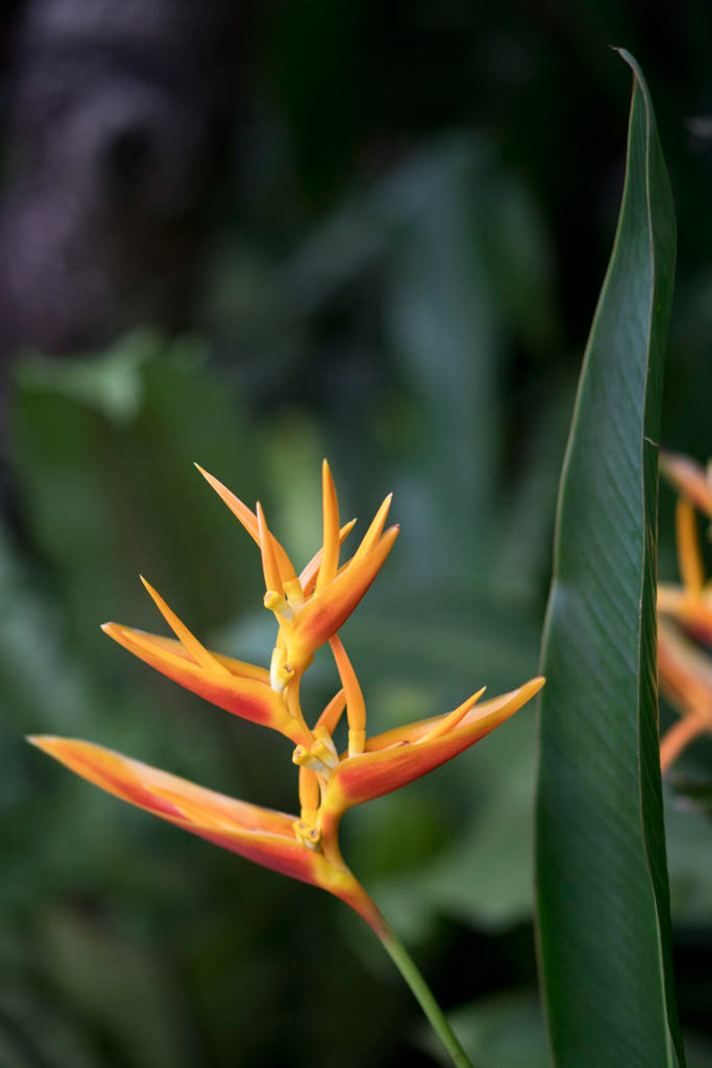 Heliconia 