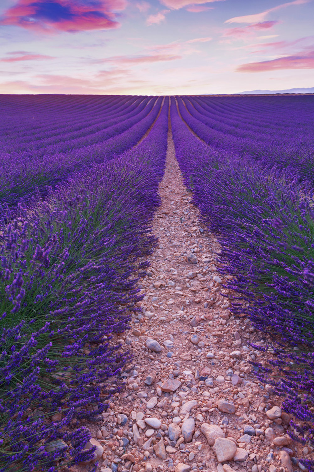 Lavender