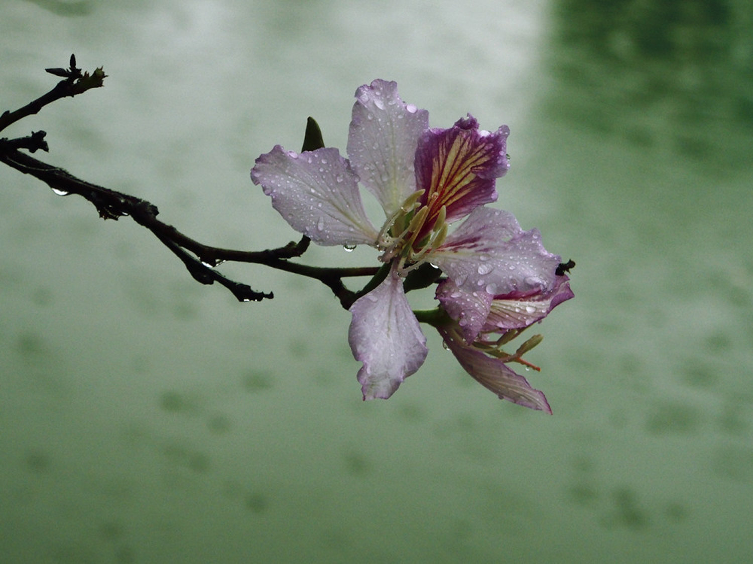 Bauhinia